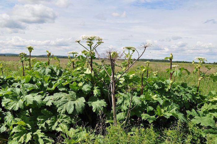 Почему борщевик может сделать вам больно и что делать, если вы обожглись?