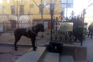 Петербуржцы установили в сквере Довлатова памятную табличку с писателем и фокстерьером Глашей