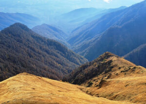 Медведя убили браконьеры в заповеднике Лагодехи