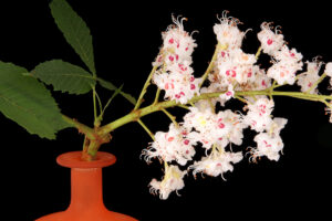 Как встретить весну раньше всех? Десять растений, ветки которых можно поставить дома, когда на улице еще мороз