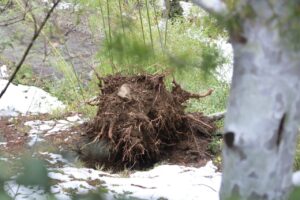 Ботанический сад закрыт для посетителей