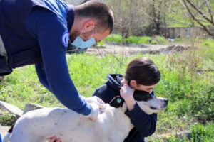 Бешенство обнаружили у собаки в Кутаиси