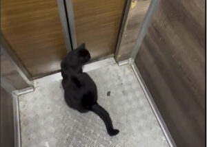 Тбилисский кот Васька научился пользоваться лифтом